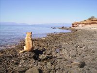 Der alte Hund und das Meer